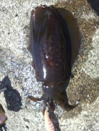 ¥¢¥ª¥ê¥¤¥«