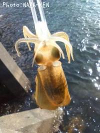 ¥¢¥ª¥ê¥¤¥«