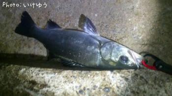 ¥Ò¥é¥Õ¥Ã¥³