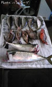 °³¡¦»ª¡¦¥á¥Ð¥ë