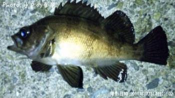 ������Х�