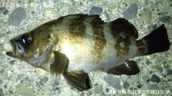 Ìþ¤·¥á¥Ð¥ë