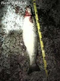 �ߥ硼����