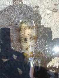 ¥¢¥ª¥ê¥¤¥«