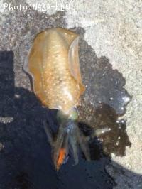 ¥¢¥ª¥ê¥¤¥«