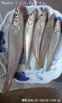 �ޥ���ʥԥ󥮥�