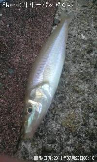 �ѡ���ԥ󥯤ν�����