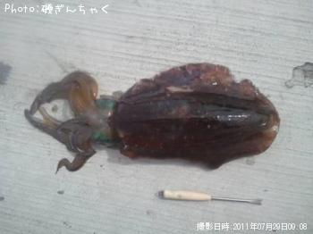 �����ꥤ��