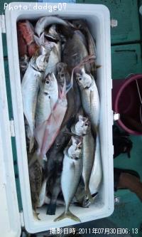 アジ・イサキ・その他