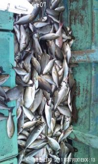 アジ・イサキ・その他