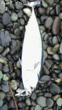 ¥Þ¥ë¥½¥¦¥À