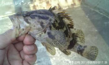 �����Υ���Х�