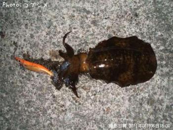 �����ꥤ��