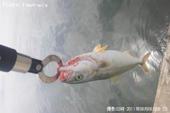 �����å�