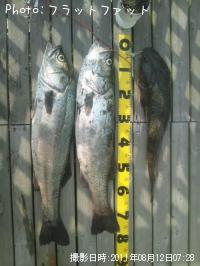 シーバス& マゴチ