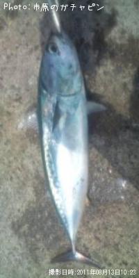 ¥½¥¦¥À¥«¥Ä¥ª