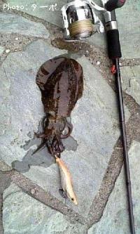 �����ꥤ��