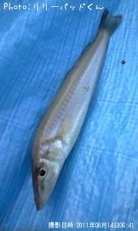 Ŵˤ�����������ä�����