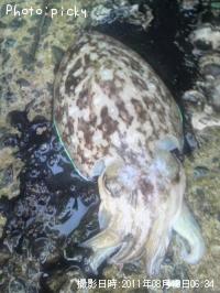 ¥³¥¦¥¤¥«¡©¥«¥ß¥Ê¥ê¥¤¥«¡©