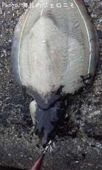 ��󥴥�����