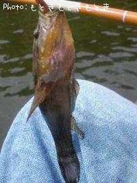 ¥«¥ï¥¢¥Ê¥´