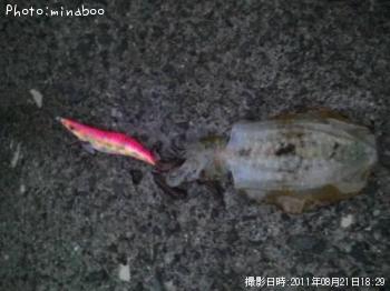 �����ꥤ��