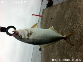 ����ѥ����ĵ�