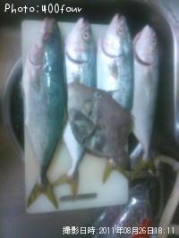 ¤ï¤«¤·¤È¥«¥ï¥Ï¥®·¯