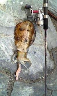 ¥¢¥ª¥ê¥¤¥«