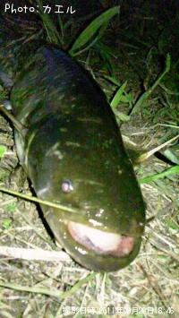 ナンマンチュ〜