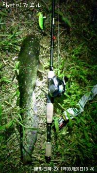 ナンマンチュ〜