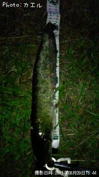 ナンマンチュ〜