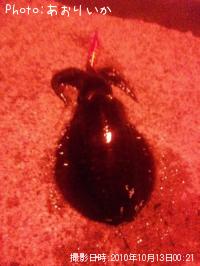 ¥¢¥ª¥ê¥¤¥«