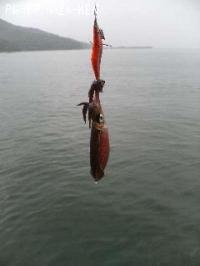 ¥¢¥ª¥ê¥¤¥«