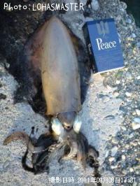 ¥¢¥ª¥ê¥¤¥«