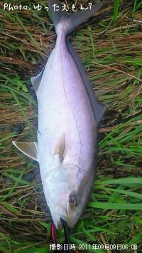 ����ѥ��λ�