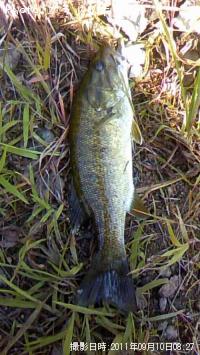 ���⡼��Х�