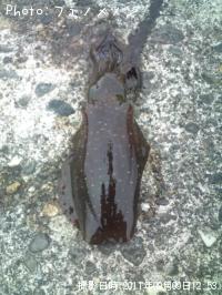 �����ꥤ��