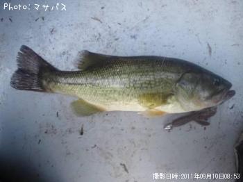 �֥�å��Х�