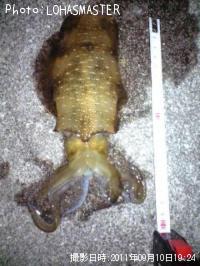 �����ꥤ��