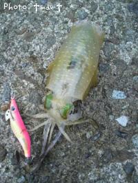 ¥¢¥ª¥ê¥¤¥«