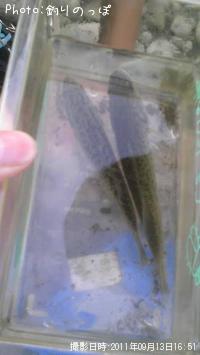 ¥Ö¥é¥Ã¥¯¥Ð¥¹