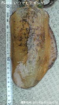 �����ꥤ��