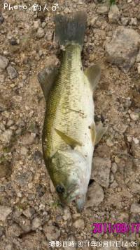 ¥é¡¼¥¸¥Þ¥¦¥¹¥Ð¥¹