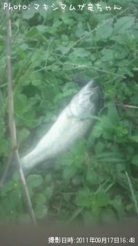 ¥Ö¥é¥Ã¥¯¥Ð¥¹