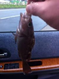 ¥¨¥¾¥á¥Ð¥ë