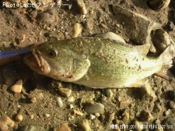 ¥Ö¥é¥Ã¥¯¥Ð¥¹