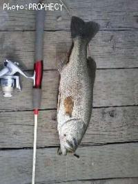 ¥Ö¥é¥Ã¥¯¥Ð¥¹