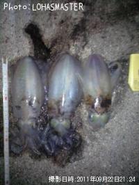 ¥¢¥ª¥ê¥¤¥«