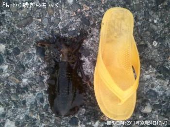 �����ꥤ��